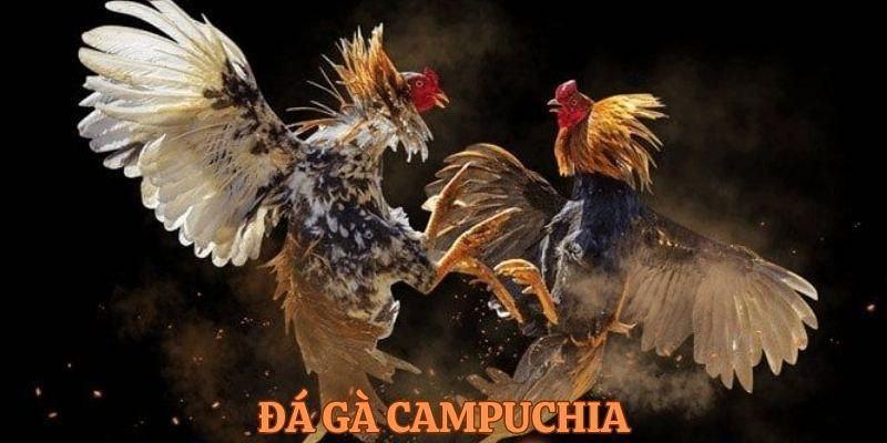 Giới thiệu chung về đá gà campuchia 88aa