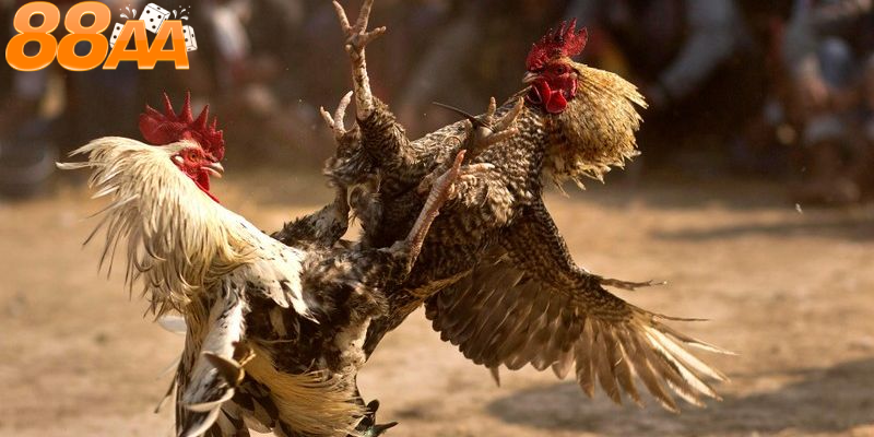 Chiến thuật đặt cược an toàn và hiệu quả